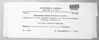 Anthracoidea caricis image